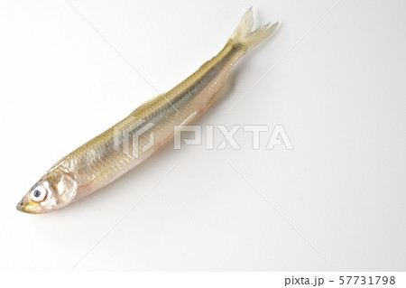 わかさぎ 57731798