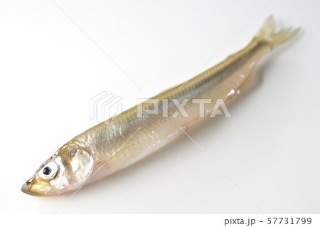 わかさぎ 57731799