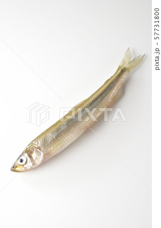 わかさぎ 57731800