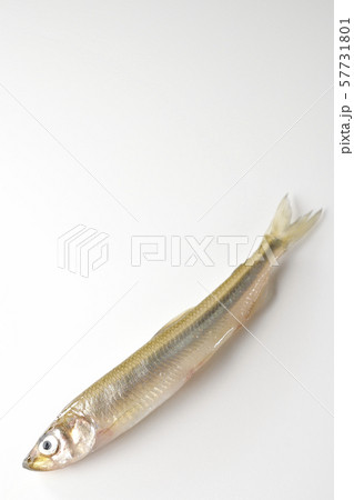 わかさぎ 57731801