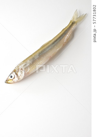 わかさぎ 57731802