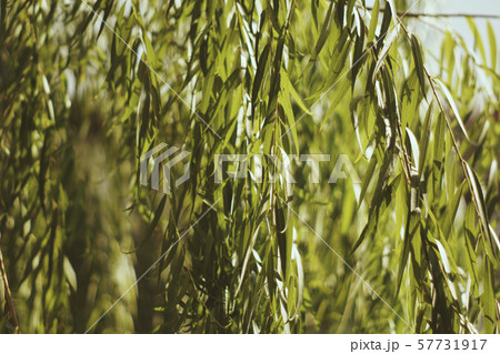 Tropical green leaf in the garden. Liu leaf. 57731917