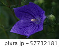 キキョウ　花開く 57732181