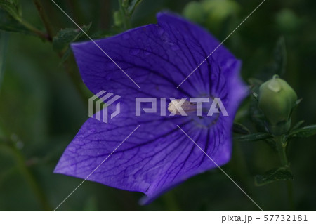 キキョウ　花開く 57732181
