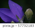 キキョウ　雨に濡れて 57732183