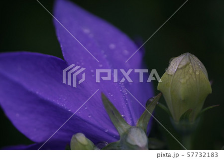 キキョウ　雨に濡れて 57732183