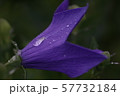 キキョウ　 57732184