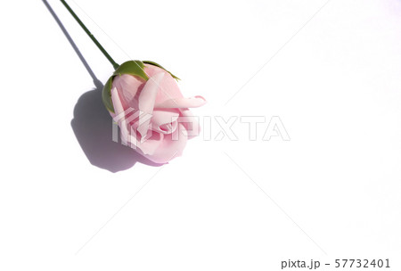 バラ 花 調和 57732401