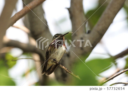 枝にとまり舌を出すオスのヒメハチドリ 57732654