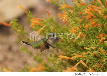 黄色い花に向かうハチドリ 57732656