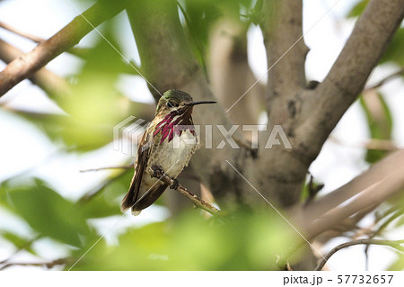 枝にとまりピンクのひげを光らせるヒメハチドリ 57732657