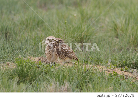 巣穴の上でポーズをとるアナホリフクロウのペア 57732679