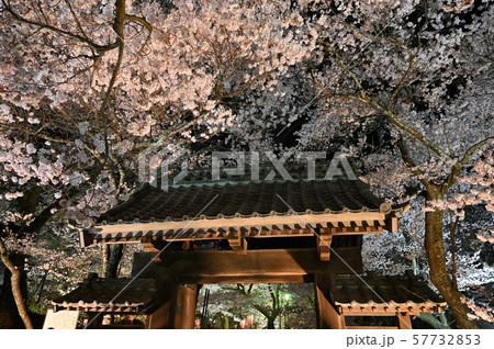 高遠桜 高遠桜 57732853