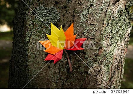 Autumn concept background traditional paper craft handmade origami fallen maple leaves nature 57732944