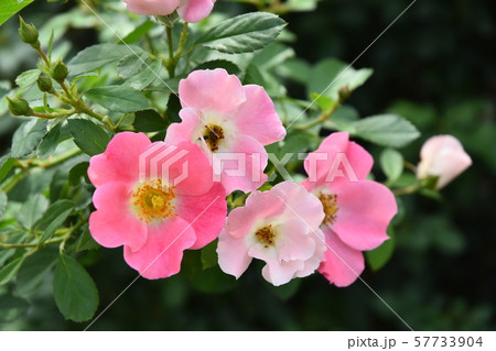 9月京都府立植物園 57733904