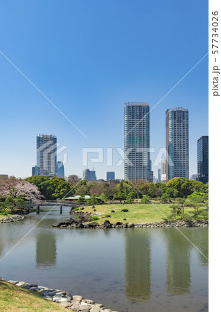 【浜離宮恩賜公園 染井吉野】 【浜離宮恩賜公園 染井吉野】 57734026