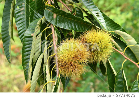 栗畑　栗拾い　秋 57734075