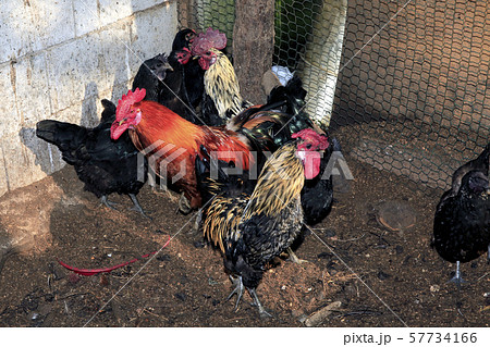 鳥 鶏 鶏小屋 57734166