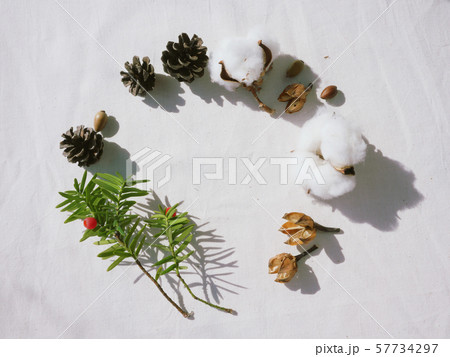 植物 自然 冬 57734297