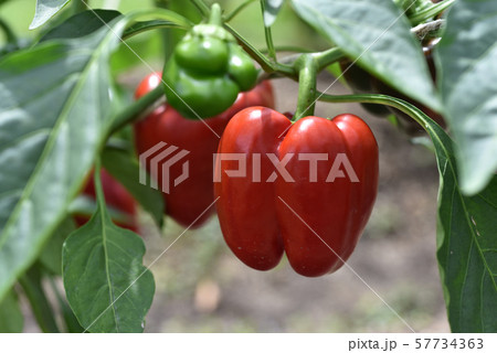 赤いピーマン 57734363