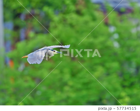 新緑バックに優雅に飛ぶゴイサギ 新緑バックに優雅に飛ぶゴイサギ 57734515