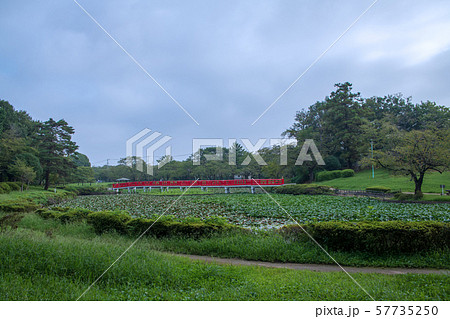 岩槻城址公園　水辺　八ッ橋　さいたま市 57735250