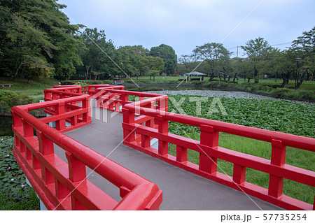 岩槻城址公園　水辺　八ッ橋　さいたま市 57735254