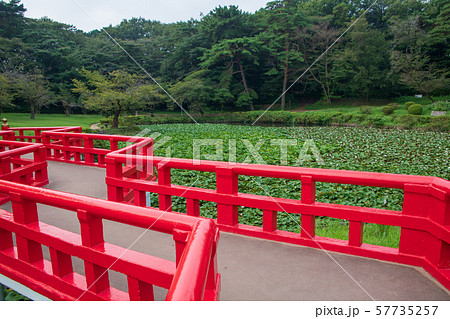 岩槻城址公園　水辺　八ッ橋　さいたま市 57735257
