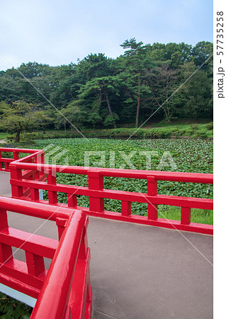 岩槻城址公園　水辺　八ッ橋　さいたま市 57735258