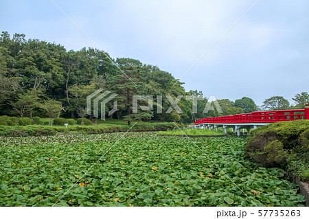 岩槻城址公園　水辺　八ッ橋　さいたま市 57735263