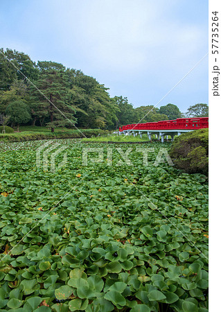 岩槻城址公園　水辺　八ッ橋　さいたま市 57735264