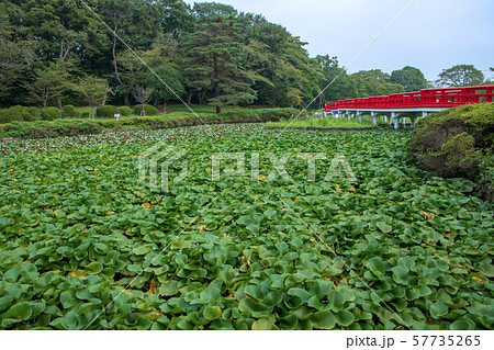 岩槻城址公園　水辺　八ッ橋　さいたま市 57735265