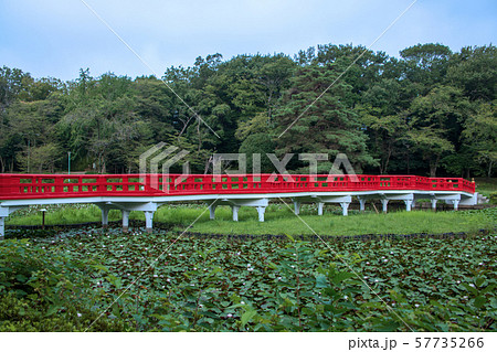 岩槻城址公園　水辺　八ッ橋　さいたま市 57735266