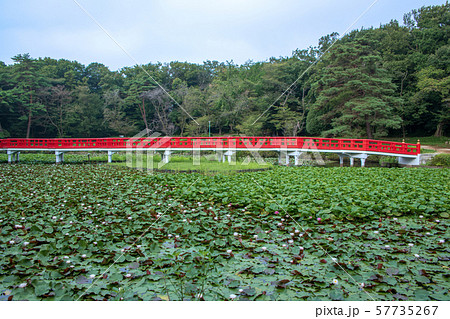 岩槻城址公園　水辺　八ッ橋　さいたま市 57735267