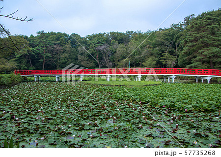 岩槻城址公園　水辺　八ッ橋　さいたま市 57735268