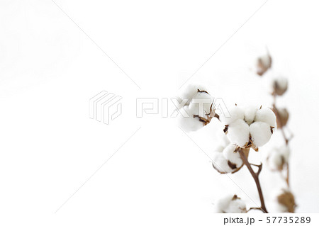 綿花 57735289