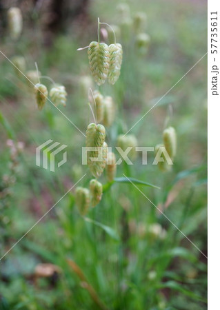 789　コバンソウ 57735611