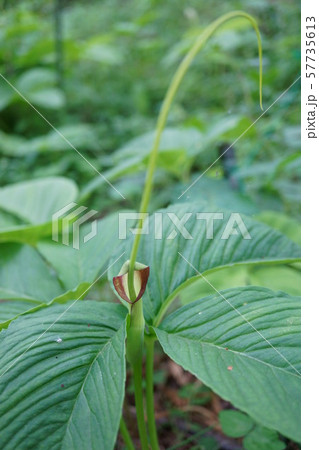 788　オオハンゲ 57735613