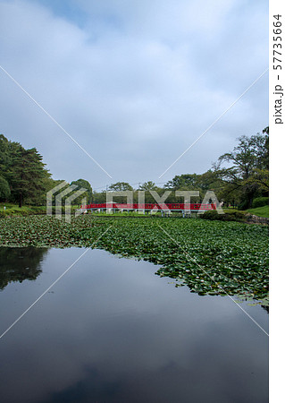 岩槻城址公園　水辺　八ッ橋　さいたま市 57735664