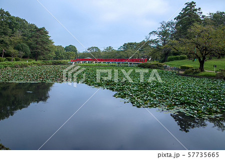 岩槻城址公園　水辺　八ッ橋　さいたま市 57735665