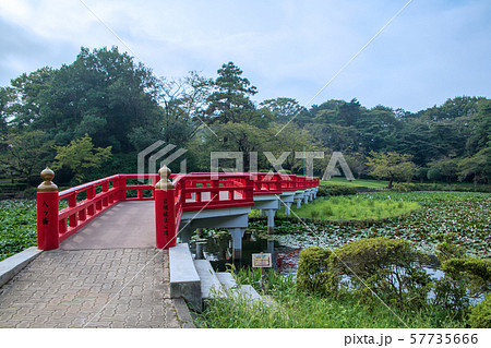 岩槻城址公園　水辺　八ッ橋　さいたま市 57735666
