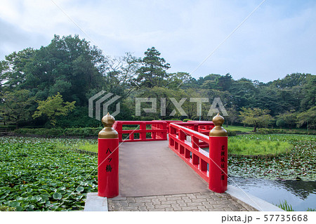 岩槻城址公園　水辺　八ッ橋　さいたま市 57735668