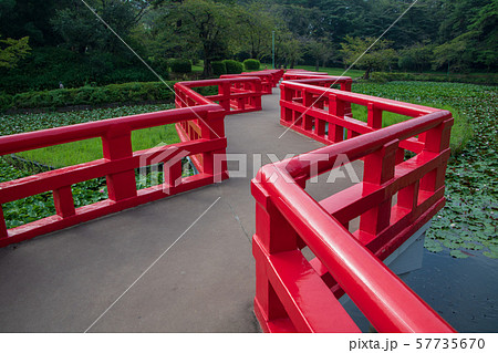 岩槻城址公園　水辺　八ッ橋　さいたま市 57735670