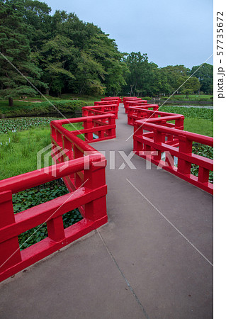 岩槻城址公園　水辺　八ッ橋　さいたま市 57735672