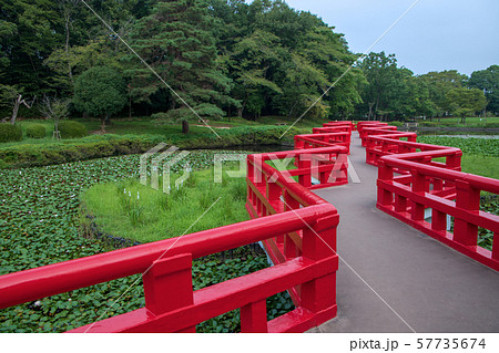 岩槻城址公園　水辺　八ッ橋　さいたま市 57735674