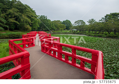岩槻城址公園　水辺　八ッ橋　さいたま市 57735675