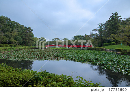岩槻城址公園　水辺　八ッ橋　さいたま市 57735690