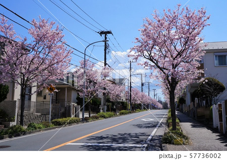 神代曙の桜並木(西柴のさくら並木) 神代曙の桜並木(西柴のさくら並木) 57736002