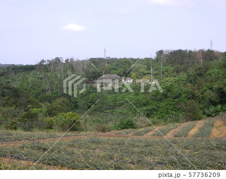 沖縄古民家のある風景 沖縄古民家のある風景 57736209