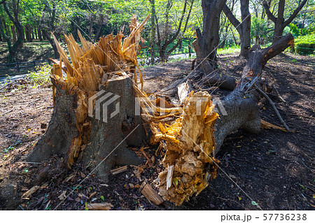 台風の被害で倒れた大木 57736238